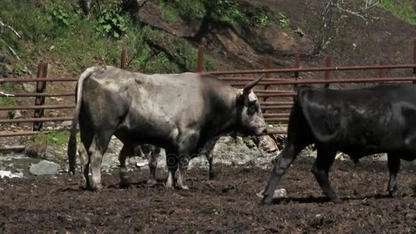 Jonge stieren grazen in pen op boerderij. - Video