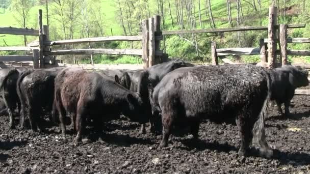 Jonge stieren grazen in pen op boerderij. - Video
