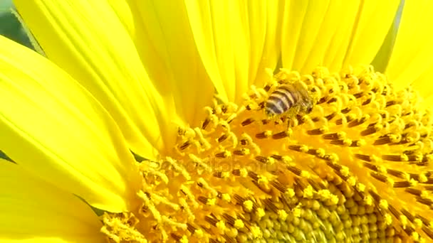 Biene arbeitet am Sommertag an Sonnenblumen. - Filmmaterial, Video