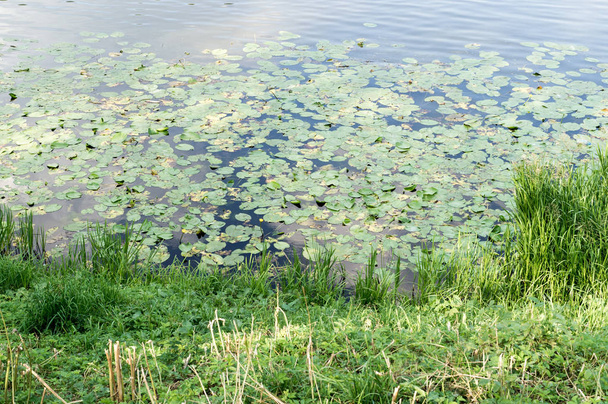 green water lily leaves in forest pond. background, nature. - Φωτογραφία, εικόνα