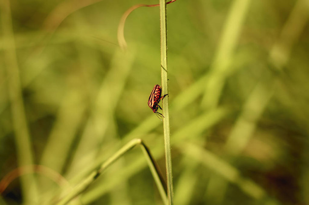 red and black striped bugs hanging on tall grass - Photo, Image