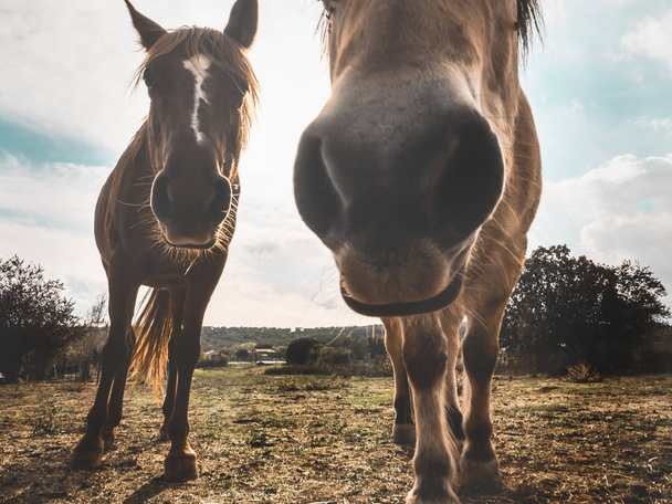 Horses looking curious at the camera that photographs them - Foto, immagini