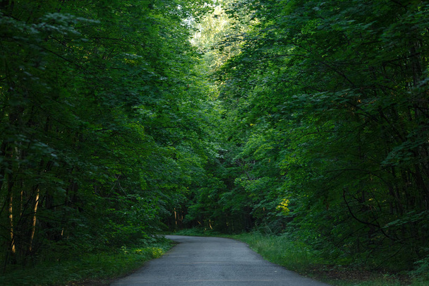 Lege asfaltweg in kleurrijke zomer bos - Foto, afbeelding