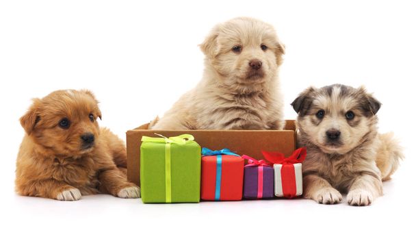 Three puppies with gifts. - Foto, Bild