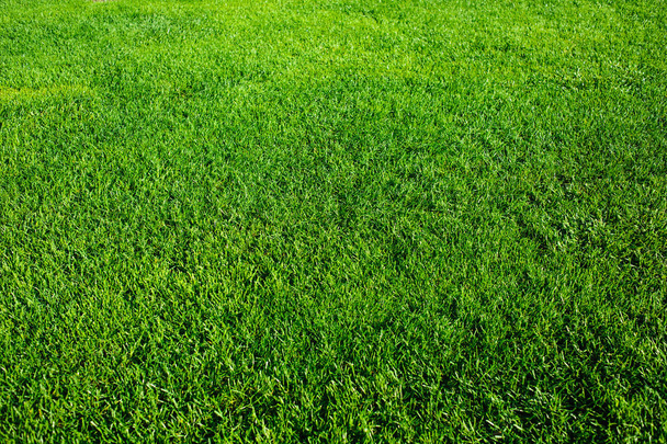 gebied van frisse lente groen gras  - Foto, afbeelding