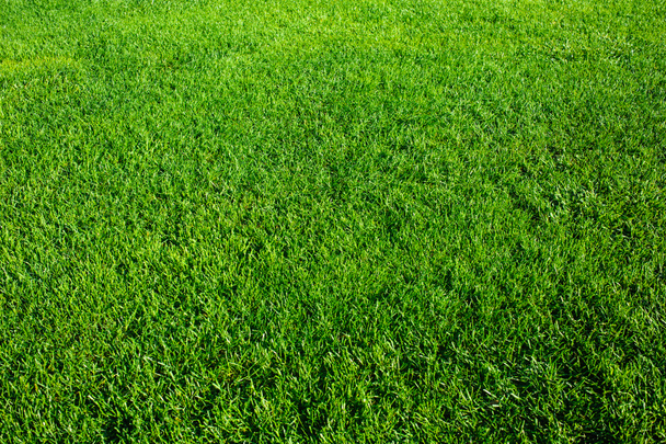 a friss tavaszi zöld fű mező  - Fotó, kép