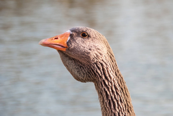 Close up of a duck - Foto, Imagem