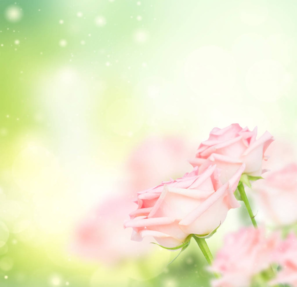 Vaaleanpunaiset ruusut - Valokuva, kuva