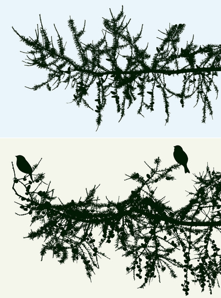 silhouettes of spruce branches with birds - Vector, Image