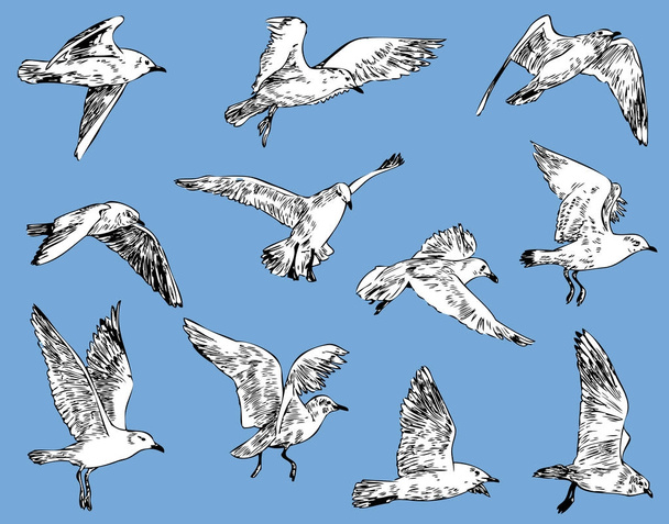 sketches of the flying seagulls - Vector, Image