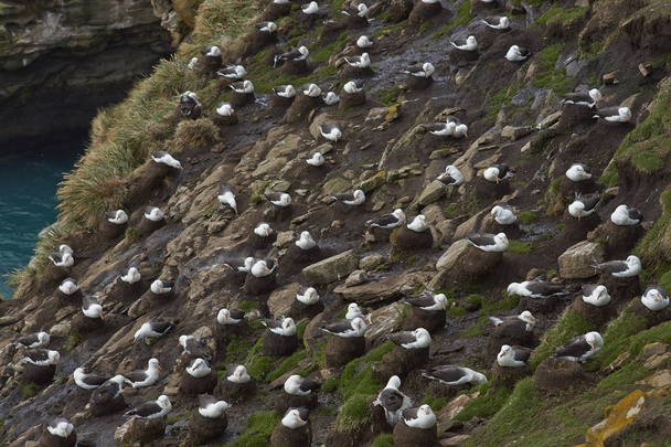 Kolonia albatrosów czarnobrwi (Thalassarche melanophrys) na klifach wyspy Saunders na Falklandach. - Zdjęcie, obraz