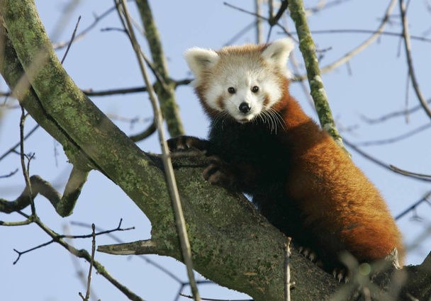 Roztomilý Panda Červená Ailurus fulgens na strom v zoo - Fotografie, Obrázek