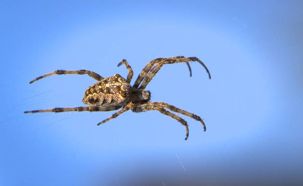 Cross Spider στο web Κήπος χρήσιμο έντομο - Φωτογραφία, εικόνα