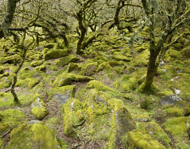 Whistmans Wood near Two Bridges Dartmoor National Park Devon England - Фото, зображення