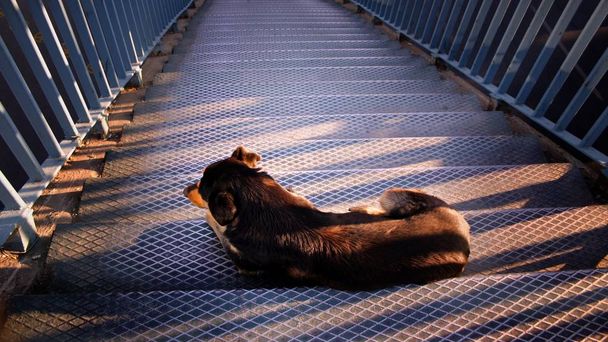 Stray dog lying down on the stairs - Photo, Image