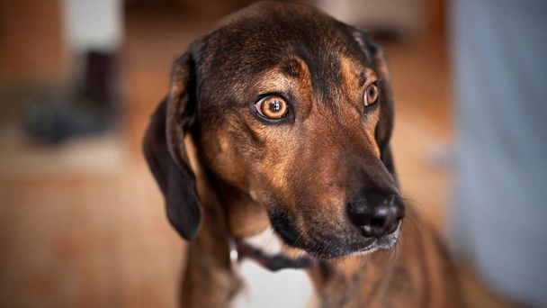 Gros plan portrait de chien avec oeil brun dominant
 - Photo, image