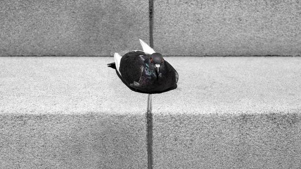 Paloma gris se acuesta en el suelo
 - Foto, Imagen