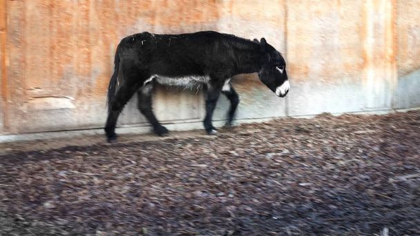 schwarzer Esel läuft neben Holzwand in Bewegungseffekt - Foto, Bild