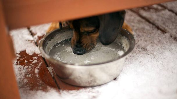 Chien essaie de boire de l'eau du pot congelé
 - Photo, image