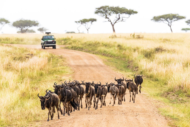Safari Africano com gnus na estrada
 - Foto, Imagem