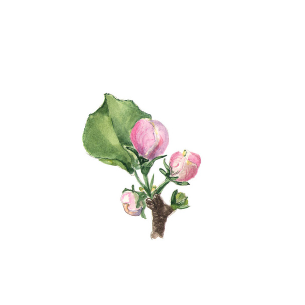 Apple blossom. Akvarelu větev s květy a listy na bílém - Fotografie, Obrázek