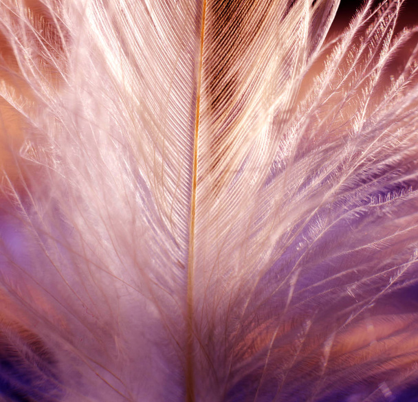 Birds feather texture. Macro. - Fotografie, Obrázek