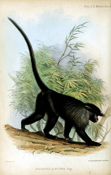 Illustration von Primaten. Verfahren der Zoologischen Gesellschaft von London 1850 - Foto, Bild