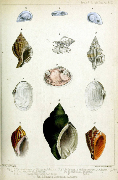 Seashells Proceedings of the Zoological Society of London 1848 - Photo, Image
