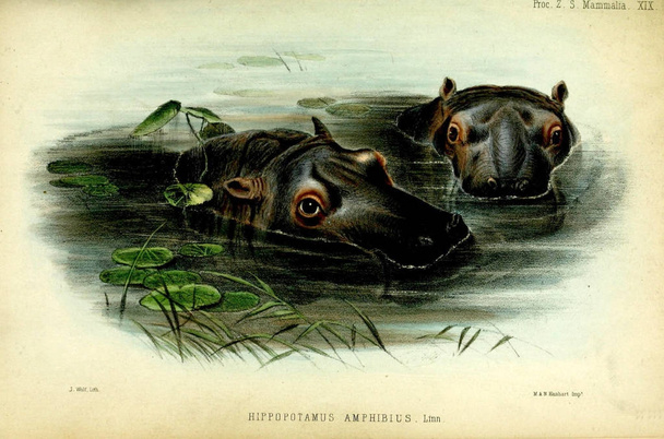 Иллюстрация бегемота. Труды Зоологического общества Лондона 1850
 - Фото, изображение