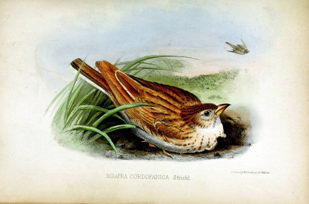 Mirafra cordofanica. Řízení zoologické společnosti Londýna 1850 - Fotografie, Obrázek