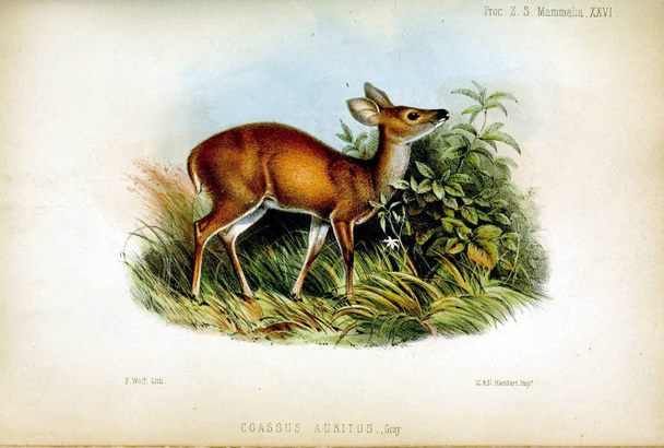 Ілюстрація оленя. Провадження зоологічного товариства Лондона 1850 - Фото, зображення