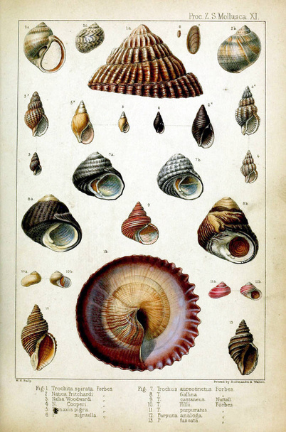 Coquillages Proceedings of the Zoological Society of London 1848 - Photo, image