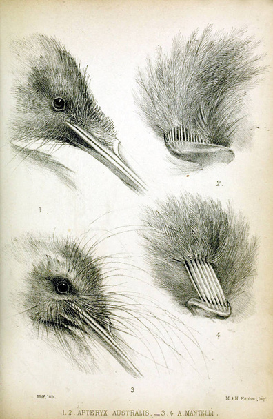 Ілюстрація голова птаха. Провадження зоологічного товариства Лондона 1850 - Фото, зображення