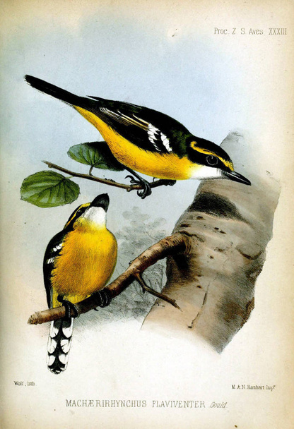 Жовтий грудьми boatbill. Провадження зоологічного товариства Лондона 1850 - Фото, зображення