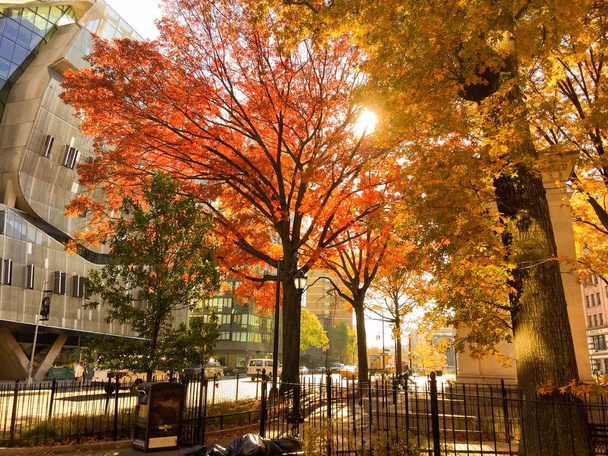 Trees in autumn at Cooper square park in warm vintage style, New York - Fotó, kép