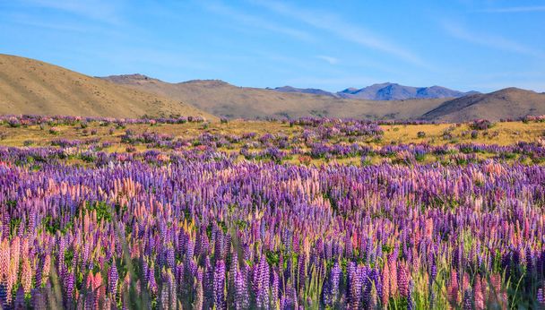 Перегляд Люпин сфера квітки біля озера Tekapo краєвид, Нова Зеландія. Різні, барвисті Люпин квіти в повному розквіті, з фоном гірські хребти. - Фото, зображення