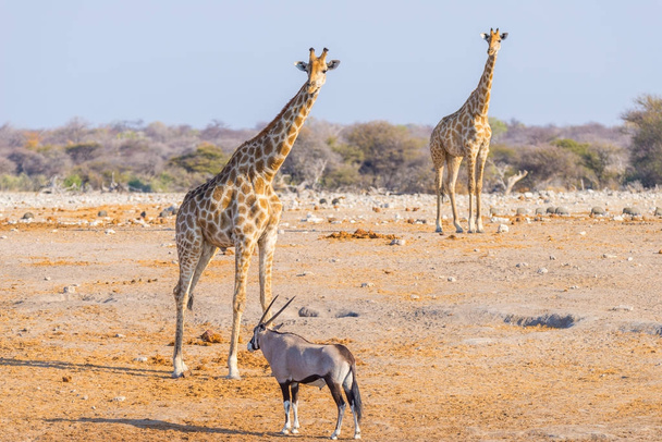 Chodzenie w buszu na pustyni pan żyrafa. Wildlife Safari w parku narodowym Etosha, głównym podróż przeznaczenia w Namibia, Afryka. Widok profilu. - Zdjęcie, obraz
