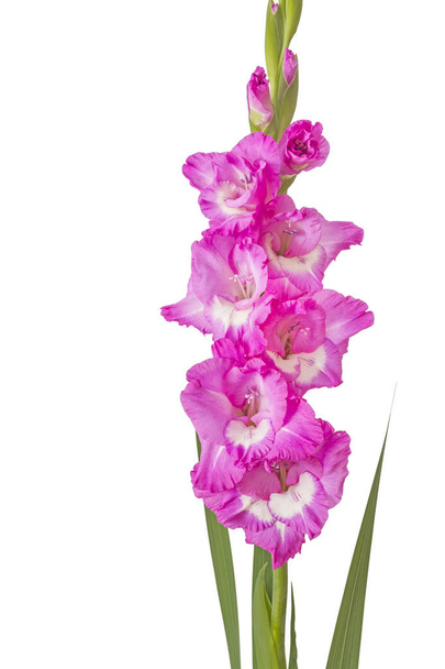 Single Gladiolus flower isolated on white background - Photo, Image