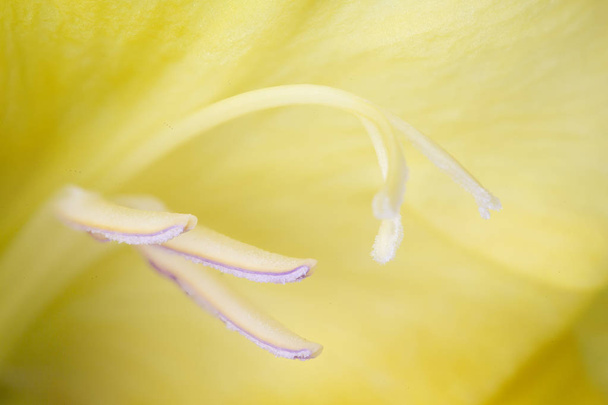 Keltainen gladiolus kukka makro ammuttu
 - Valokuva, kuva