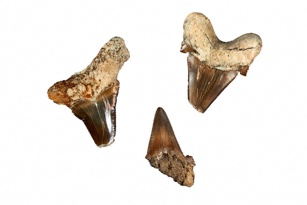 Προϊστορικός καρχαρίας δόντια. Τα αρχαιότερα είδη καρχαρίες ημερομηνία πίσω σε 450 εκατομμύρια χρόνια πριν, κατά τη διάρκεια της περιόδου Ordovician αργά, και είναι γνωστό ως επί το πλείστον από τα απολιθωμένα δόντια τους. Ωστόσο, τα περισσότερα βρίσκονται συνήθως απολιθωμάτων καρχαρία δόντια είναι από Καινοζωική εποχή - Φωτογραφία, εικόνα