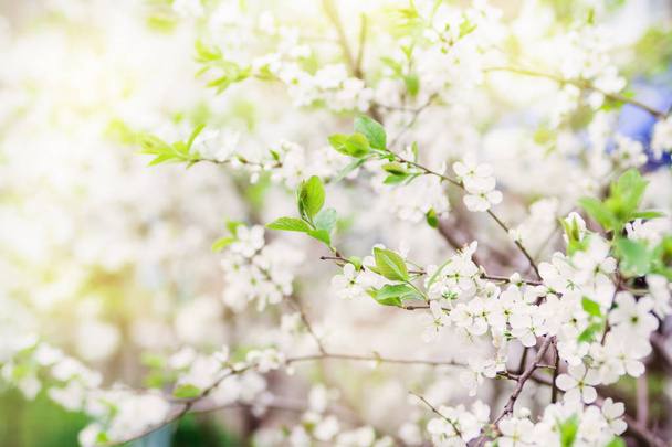 Bloom cherry tree flowers. - Photo, image