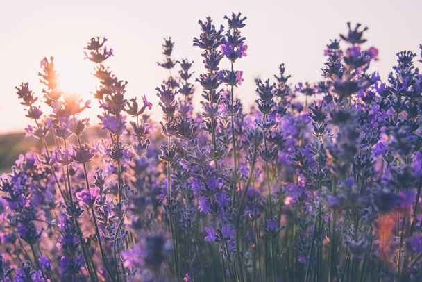 Soft focus of lavender flowers under the sunrise light - Photo, Image