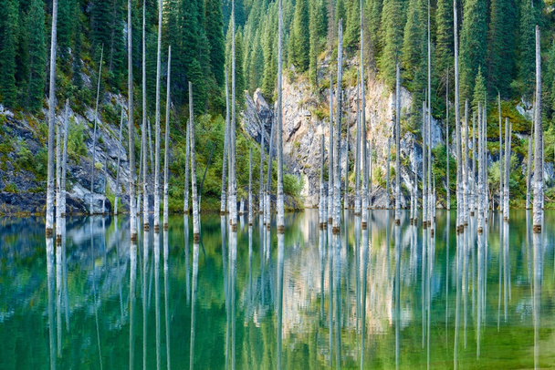 Troncos secos de árvores Spruce Schrenks submersas que se elevam acima da superfície das águas a partir do fundo do lago. A Floresta Afundada do Lago Kaindy. Lago Kaindy, que significa o "lago de bétula" é um lago de 400 metros de comprimento no Cazaquistão
. - Foto, Imagem