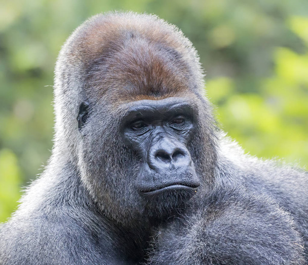Gros plan d'un gorille occidental mâle
 - Photo, image
