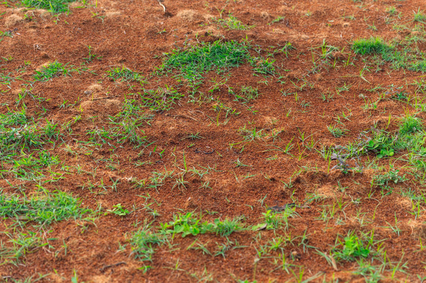 трава, выращенная из плодородной почвы
 - Фото, изображение