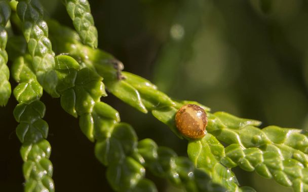 Diaspididae Pest es un insecto en las hojas de thuja de cerca
 - Foto, Imagen