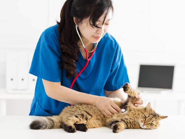 kadın Veteriner bir yavru kedi kedi incelenmesi - Fotoğraf, Görsel