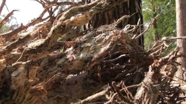 Raíces de pino desarraigado
 - Metraje, vídeo