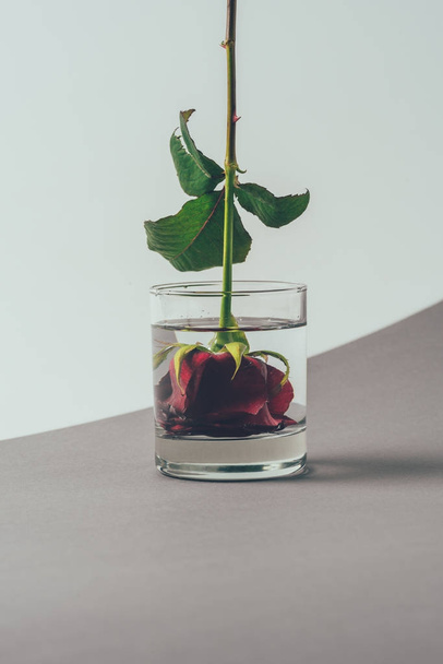 red rose bud in glass of water, valentines day concept - Fotó, kép