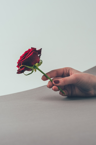 imagen recortada de la mujer sosteniendo rosa roja en la mano, concepto de día de San Valentín
 - Foto, Imagen